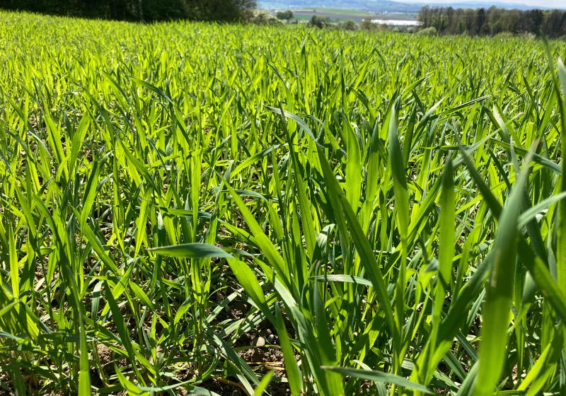 getreidegräser feld